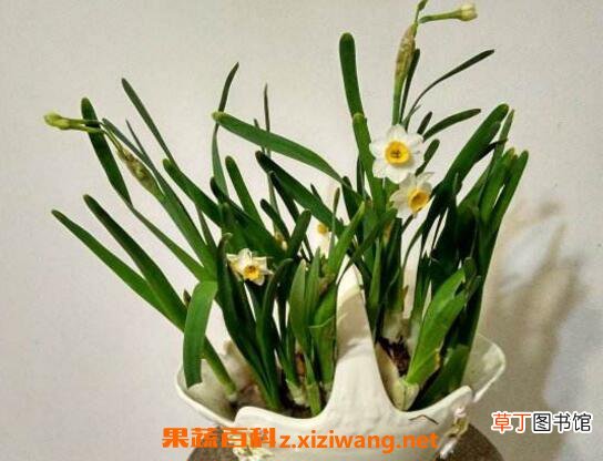 水仙花怎么养 水仙花的养殖方法技巧