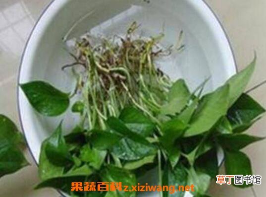 绿萝怎么水培养殖 水培绿萝的养殖方法