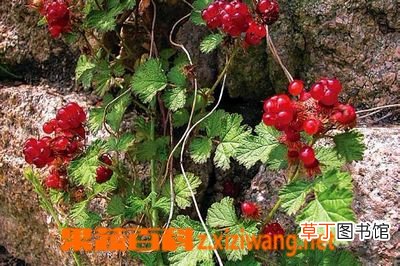 茅莓的功效与作用