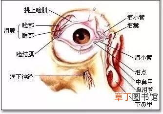 眼皮跳动频繁是什么原因引起的 为什么眼皮跳个不停