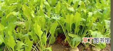 制作白糖的原材料是什么 制造白糖的天然原料