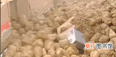 制作白糖的原材料是什么 制造白糖的天然原料