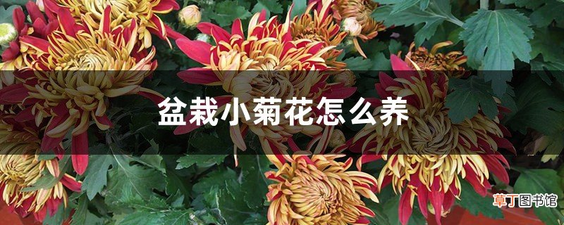 盆栽小菊花怎么养，怎么开花多？