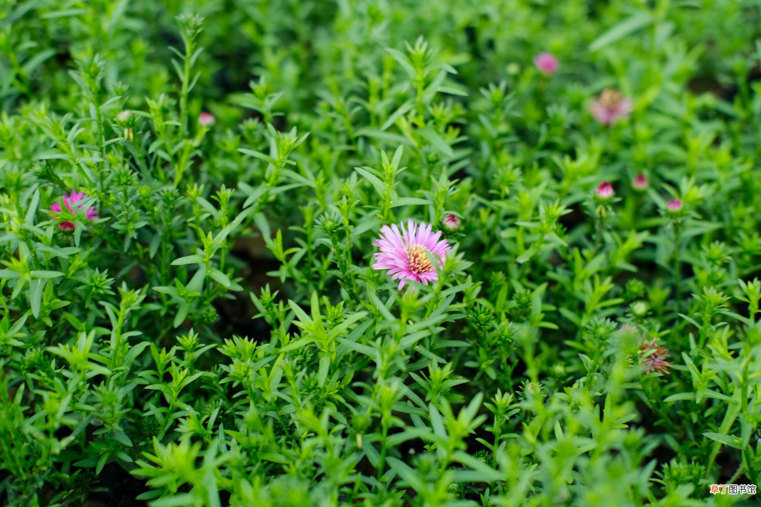 盆栽小菊花怎么养，怎么开花多？