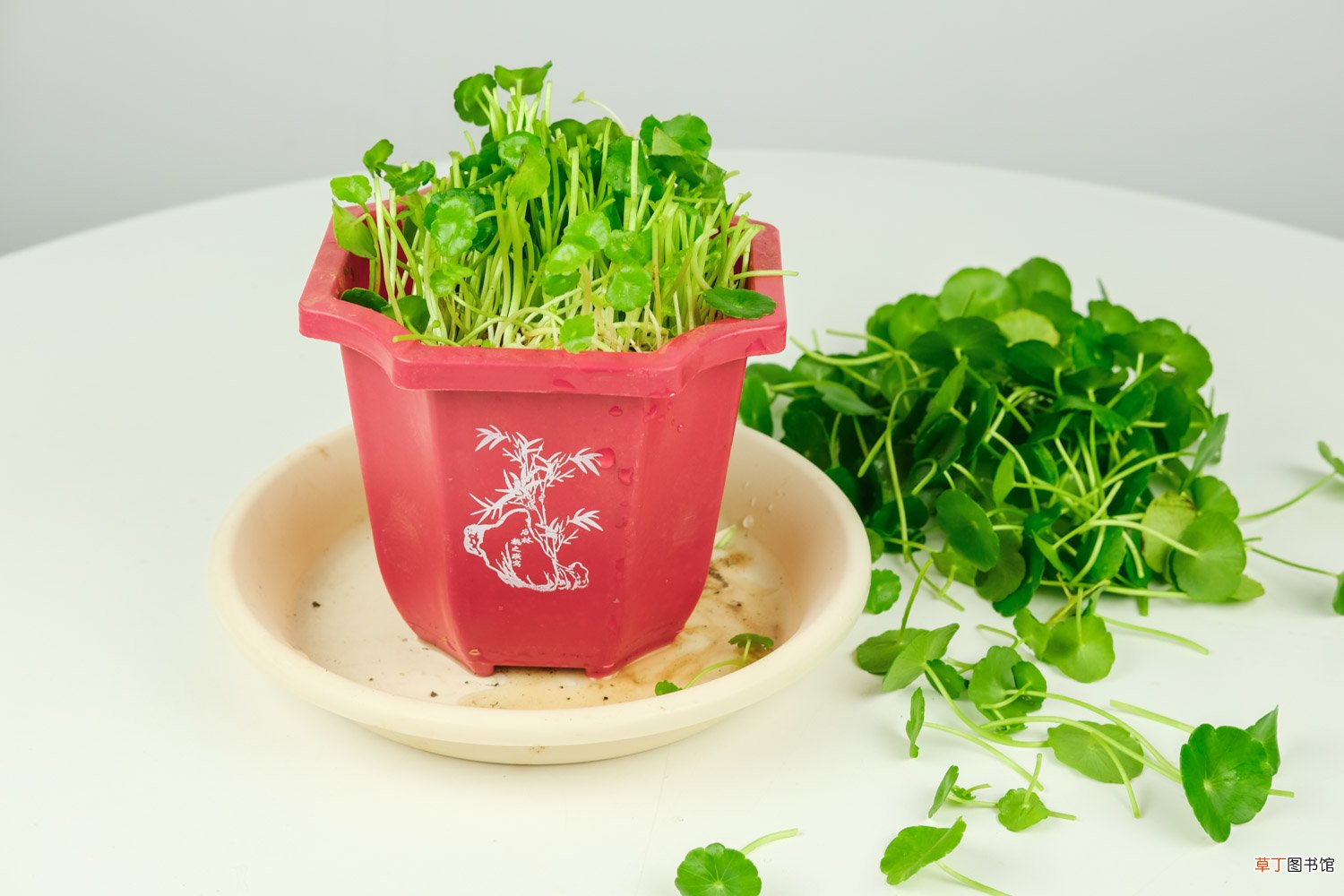 铜钱草土培怎么浇水，需要每天浇水吗