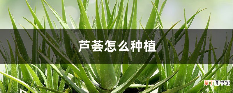 芦荟怎么种植，需要什么土壤