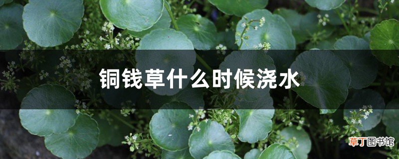 铜钱草几点浇水最好，可以积水么