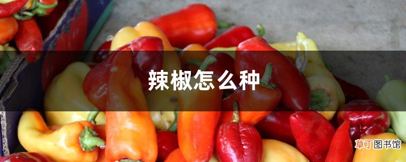 辣椒怎么种，需要什么土壤