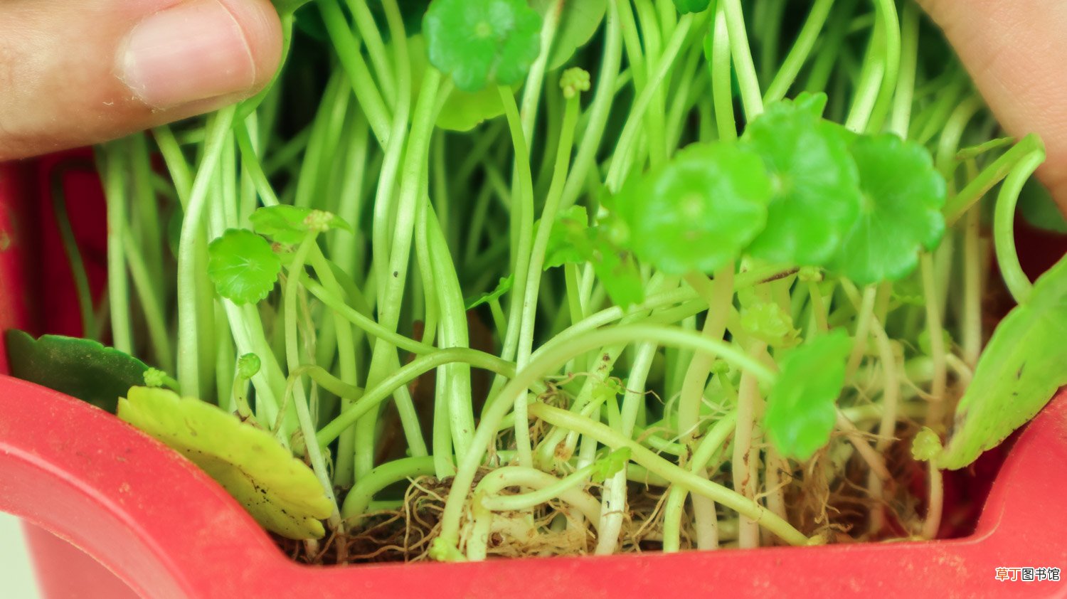 铜钱草怎么养爆盆，怎么养比较茂盛