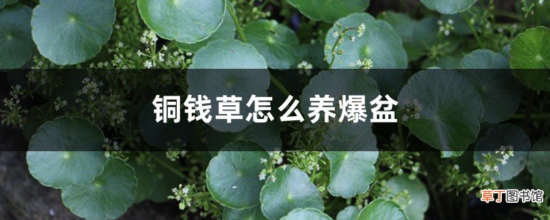 铜钱草怎么养爆盆，怎么养比较茂盛