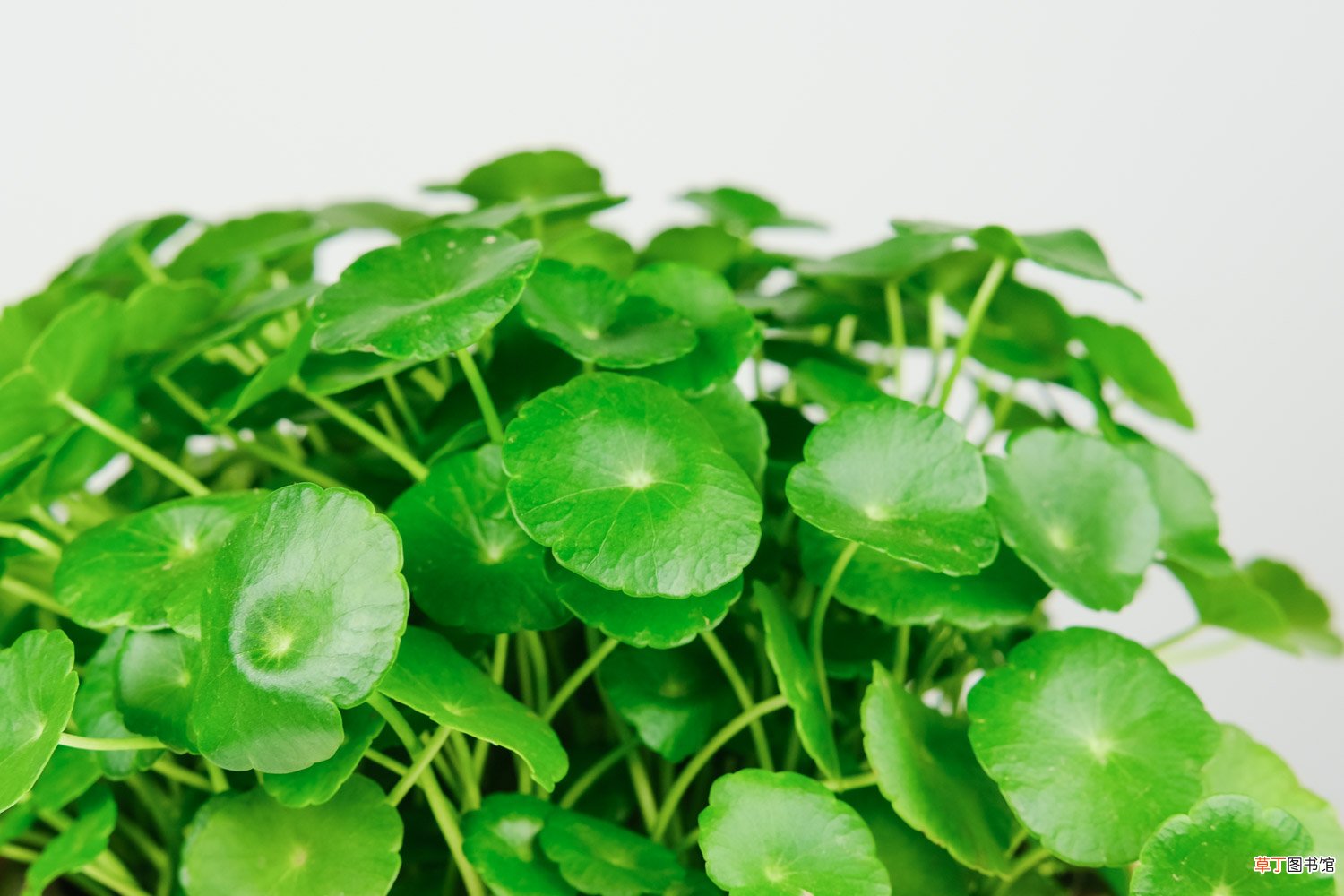 铜钱草怎么养爆盆，怎么养比较茂盛