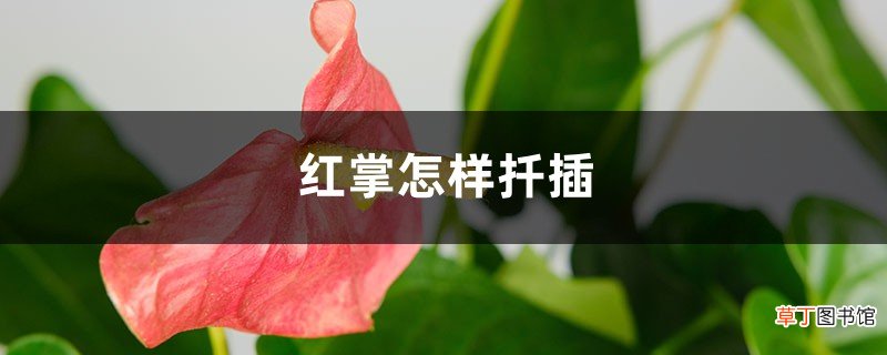 红掌怎样扦插，剪下的枝能扦插吗