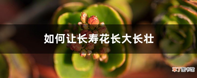 如何让长寿花多开花，长大长壮？