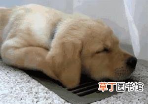 拉布拉多体臭吗 金毛为什么臭