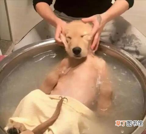 拉布拉多体臭吗 金毛为什么臭