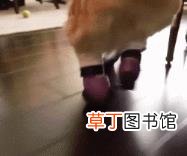 拉布拉多体臭吗 金毛为什么臭