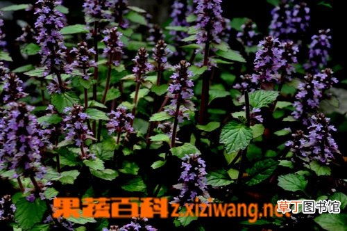 筋骨草的功效与作用