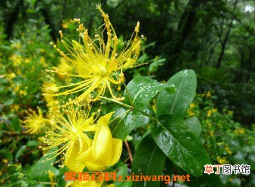 金丝梅的养殖方法和注意事项