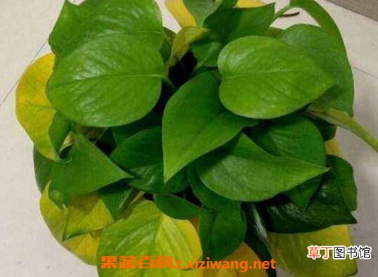 绿萝叶子发黄是什么原因 绿萝叶子发黄因为什么