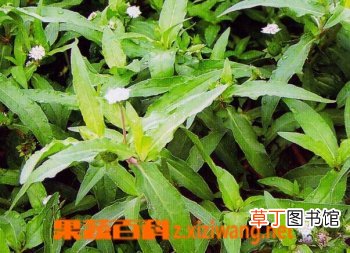 白花蟛蜞草的功效和作用