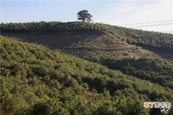 东川红土地旅游 昆明东川红土地深入游攻略