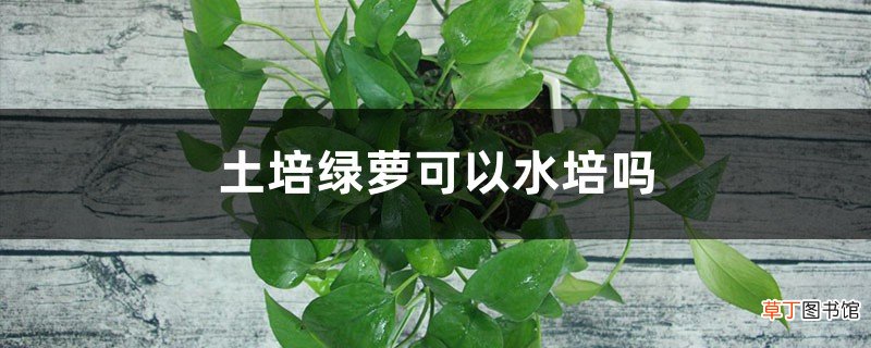 土培绿萝可以水培吗，可以半土半水吗