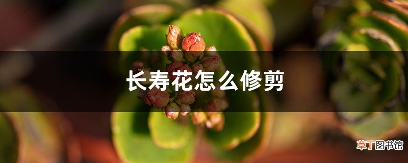 长寿花怎么修剪，什么时候摘心