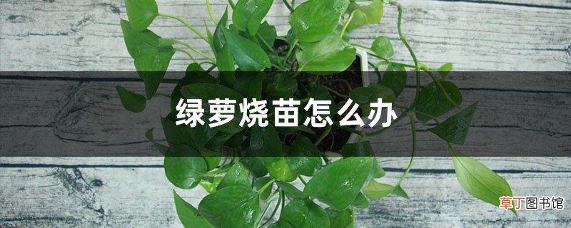 绿萝烧苗怎么办，怎么换土
