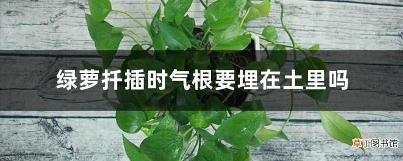绿萝扦插时气根要埋在土里吗，气根怎么扦插
