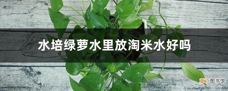水培绿萝水里放淘米水好吗，能长得更旺盛吗，会烂根吗