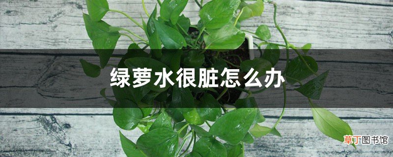 绿萝水很脏怎么打理，水培绿萝多久换一次水