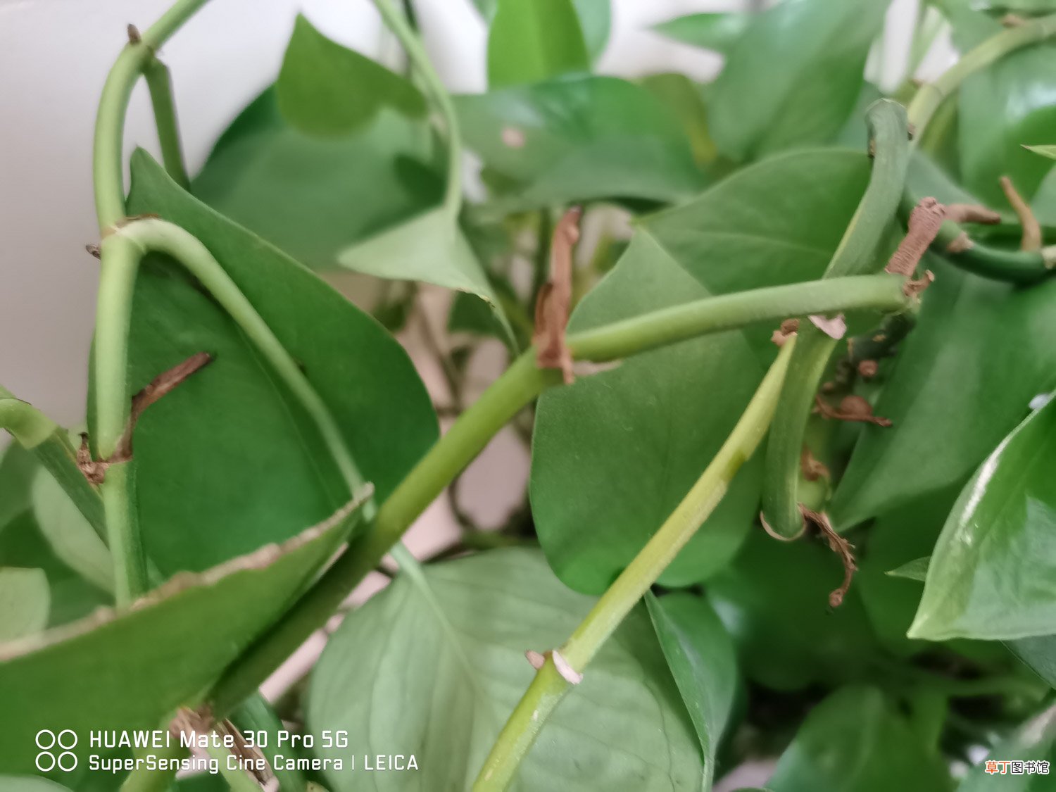 绿萝怎么移植到水里，插水里怎么生根快