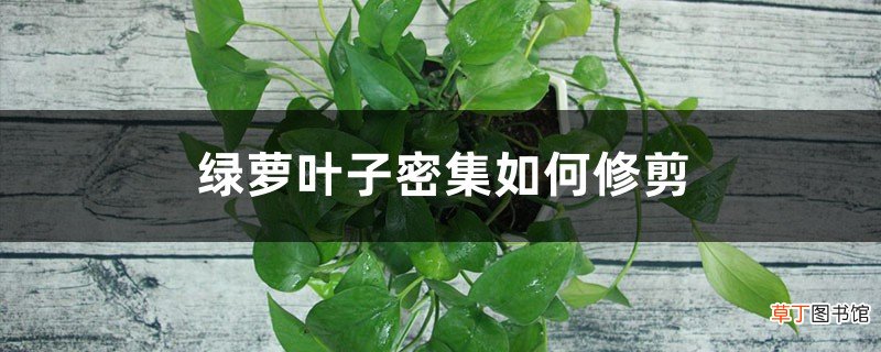 方法图解 绿萝叶子密集如何修剪