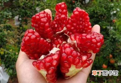 石榴籽直接吞还是嚼碎 哪种石榴的籽是软的