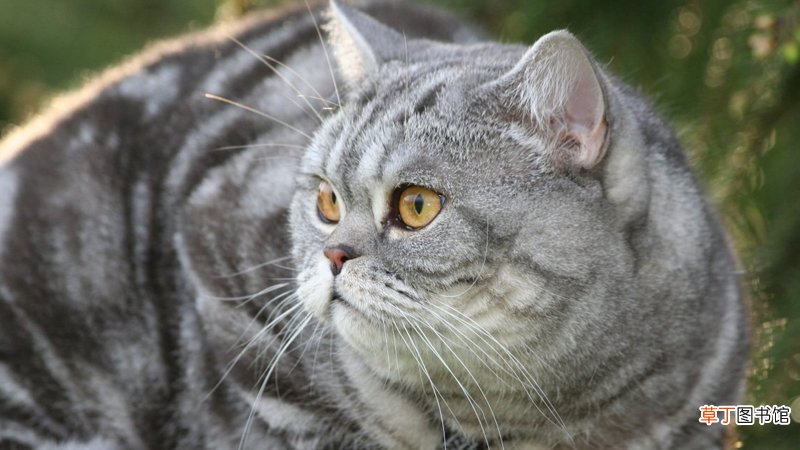 女人梦见死猫什么意思