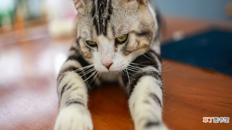 女人梦见很肥很大的猫