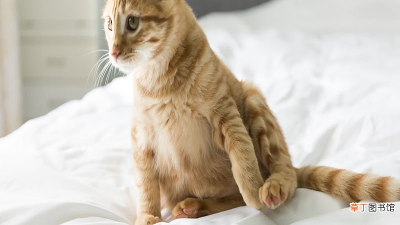 女人梦见很肥很大的猫