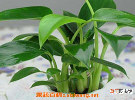 金钻如何养 金钻的养殖方法和注意事项