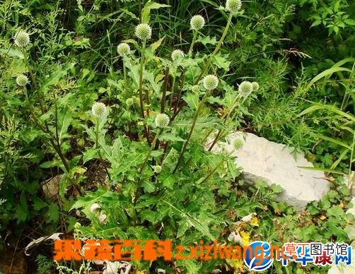 棉刺头菊的功效与作用