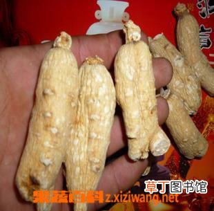 白人参的功效与作用