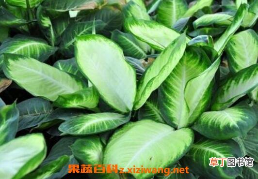 粉黛怎么养 粉黛的养殖方法和注意事项