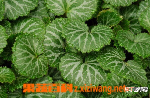 虎耳草的功效与作用