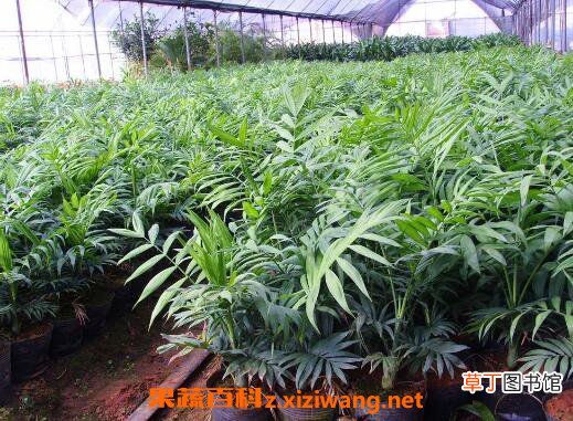 袖珍椰子怎么养 袖珍椰子的养殖方法和注意事项