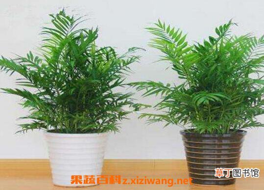 袖珍椰子怎么养 袖珍椰子的养殖方法和注意事项