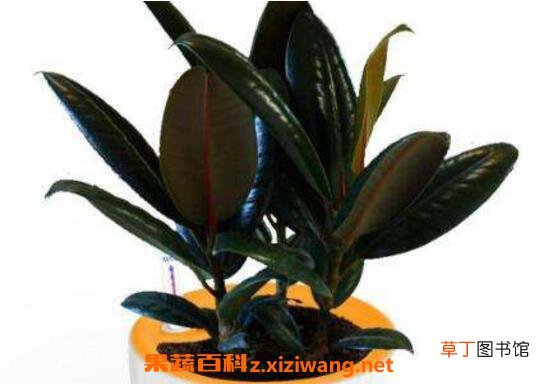黑金刚怎么摘心分枝 养殖黑金刚的注意事项