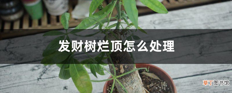 发财树烂顶怎么处理，锯掉后如何发芽