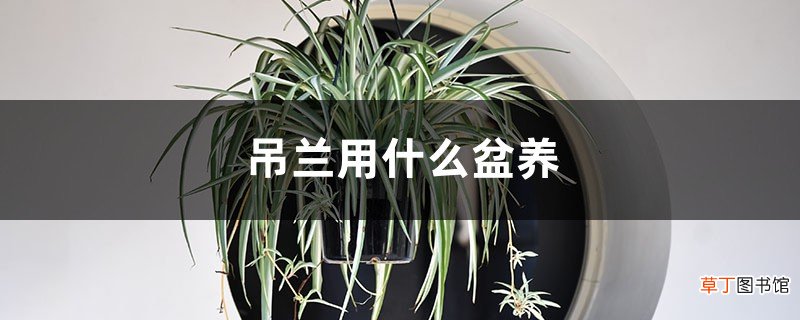 吊兰用什么盆养，如何判断吊兰要换盆了