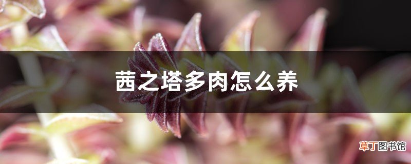 茜之塔多肉怎么养，用什么盆，徒长怎么办？
