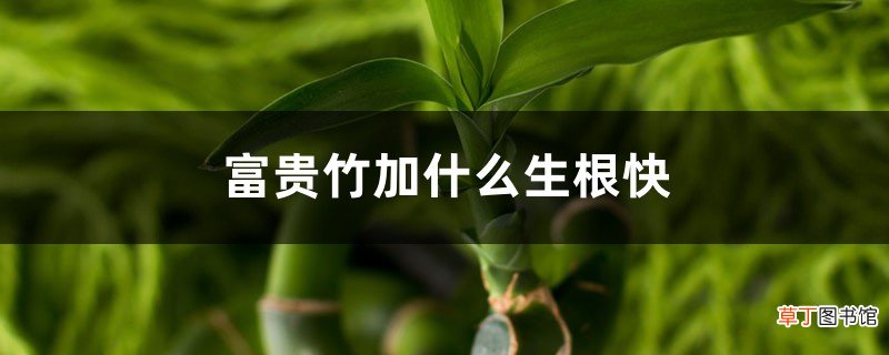 富贵竹加什么生根快，生根技巧大盘点！