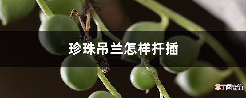 多肉珍珠吊兰怎样扦插，一串怎样爆盆？